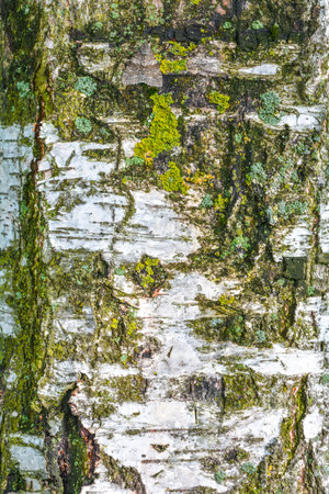 Texture of old birch tree bark with green moss