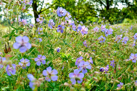 Beautiful flower of Meadow geranium - Geranium pratense. Beautiful nature scene with blooming medical flowers. Alternative medicine herb. Summer flower background Beautiful meadowの写真素材