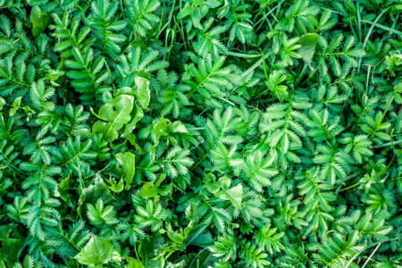 Green grass leaf background. Top view on wild carving leavesの写真素材