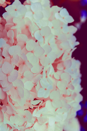 Beautiful photo of lush bunch of small white flowers. Close-up nature scene with blooming garden...