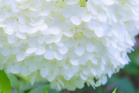 Beautiful photo of lush bunch of small white flowers. Close-up nature scene with blooming garden...