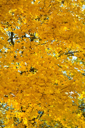 Branch of autumn maple leaves. Maple tree with yellow leaves on autumn season