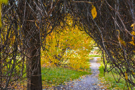 Autumn branches without leaves like an arch above the path in the park. Bare tree or bush branchesの写真素材