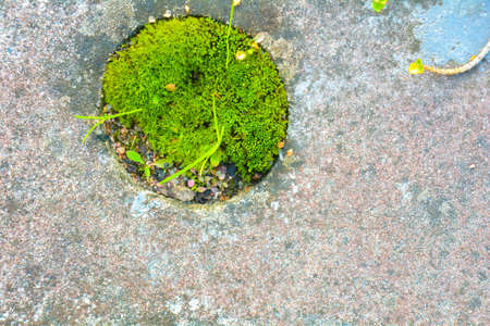 Part of the cement wall with a round hole as a pot in which grow green moss and grass, leaving empty blank space on the wall for text or something elseの写真素材