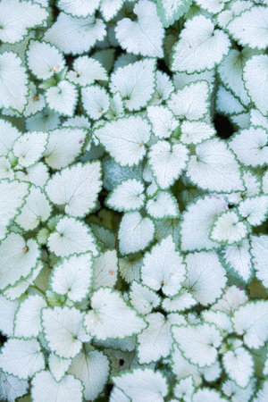 Ground-cover floral carpet of white and green leaves of the garden plants. Nature scene with...