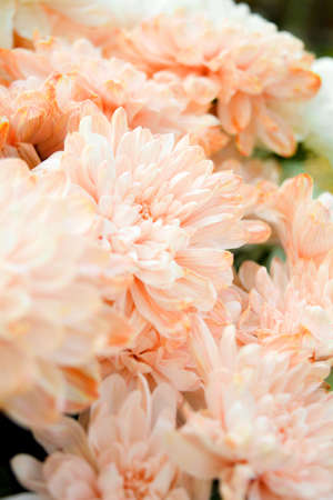 Bouquet of Salmon Color and White Chrysanthemum or Golden-Daisy Close-Upの写真素材