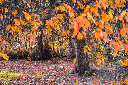 Autumn alley in the park landscape. Autumn nature view. Park in autumn seasonの写真素材