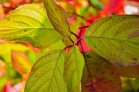 Autumn bush leaves scene. Red and green autumn leaves close up. Autumn leaves in autumn forest parkの写真素材