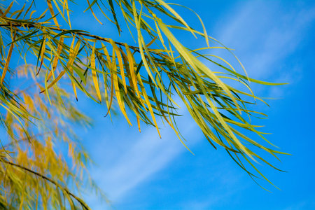 Branches of weeping willow tree falling down in park on blue sky. Wetland willow tree with narrow...