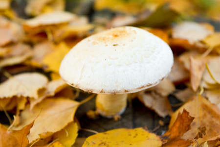 Macro White Wood mushrooms on tree trunk. Mushroom with white fluffy hat close up. Growth mushroom in nature forest. Solo mushroom fungus in yellow autumn fallen leaves in forest on an autumn dayの写真素材
