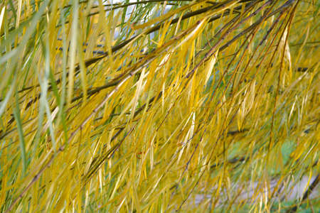 Branches of weeping willow tree falling down in park. Wetland willow tree with narrow long leaves hanging downの写真素材
