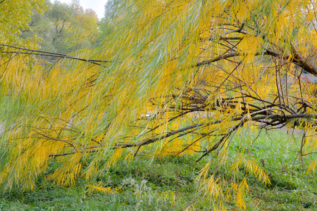 Branches of weeping willow tree falling down in park. Wetland willow tree with narrow long leaves...
