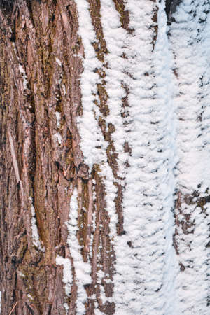 Tree bark in a forest covered with snow. Selective Focus on winter landscapeの写真素材
