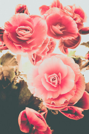 Close-up of beautiful natural pink begonia flowers. Full blooming in flower garden of lush blossom...
