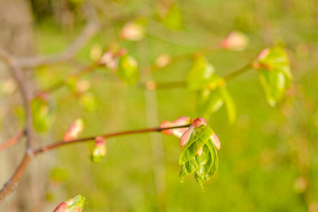 Tree branch on blurred background. Branch with blossoming leaves in the spring. Close-up tree branch...