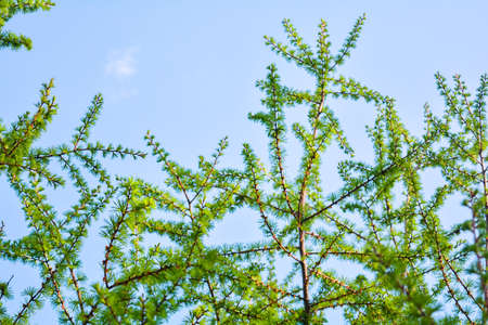 Bright green fluffy branches of larch tree Larix decidua Pendula on clear blue sky in summer day. Natural beauty of elegant larch tree twig. Close-up branch of young larch as green spring backgroundの写真素材