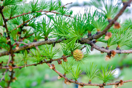 Bright green fluffy branches of larch tree Larix decidua Pendula in summer day. Natural beauty of...