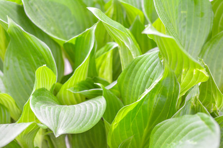 Fresh green foliage grass in the garden. Shallow Dof green background with leaves. Texture of green...