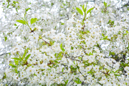 Close up of little white flowers at the tip of a bush branch. Blooming bush with green leaves and...