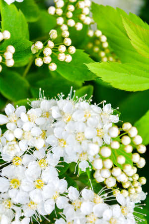 Close up of little white flowers at the tip of a bush branch. Blooming bush with green leaves and white flowers with shallow depth of field and selective focusの写真素材