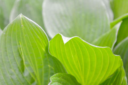 Fresh green foliage grass in the garden. Shallow Dof green background with leaves. Texture of green leavesの写真素材