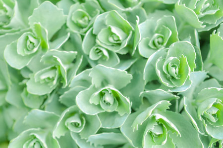 Nature background of succulent rosettes. Little bundles of green leaves as foliage texture