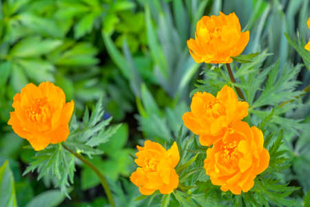 Blooming orange meadow flower in the garden. Spring flowers close-up on soft backgroundの写真素材