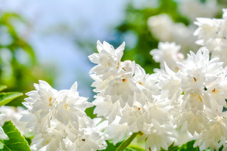 Bush blossoming with little white flower bunches in summer day with soft focus