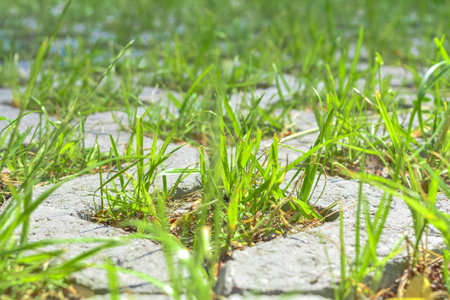 Macro view of geometric eco floor bricks and green grass. Eco parking with shallow depth of field....