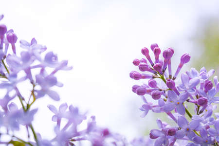 Lilac shrub flowers blooming in spring garden. Common lilac Syringa vulgaris bush. Close-up with soft focus of a branch on a lilac treeの写真素材