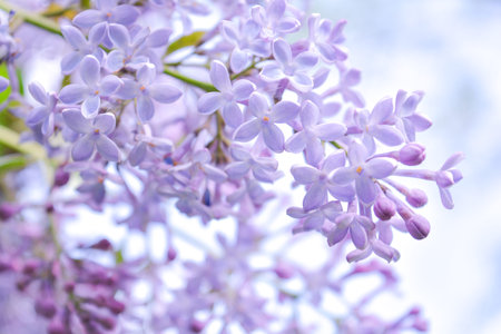 Lilac shrub flowers blooming in spring garden. Common lilac Syringa vulgaris bush. Close-up with...