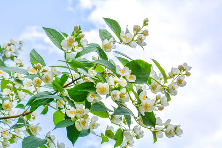White jasmine bush branch blossoming in summer day with soft focus on blue sky with white clouds backgroundの写真素材