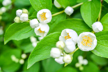 White jasmine bush blossoming in summer day with soft focusの写真素材