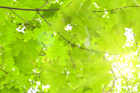Maple tree branches with fresh green leaves on blue sky background. Bottom view of maple tree top on...
