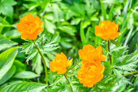 Blooming orange meadow flower in the garden. Spring flowers close-up on soft backgroundの写真素材