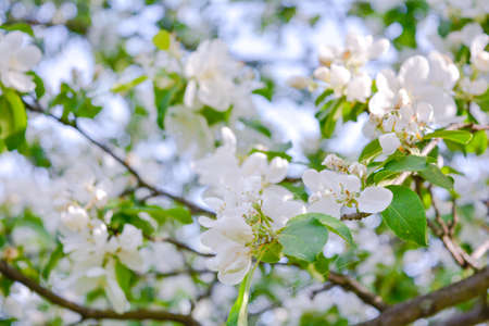Apple tree branch with white flowers. Spring apple tree in blossom. Close up white flowers with Shallow DOFの写真素材