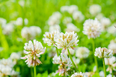 White clover aka Trifolium repens in grass on summer meadow. Close up of shamrock flower in green blurred background. Nectar source flowering plantの写真素材