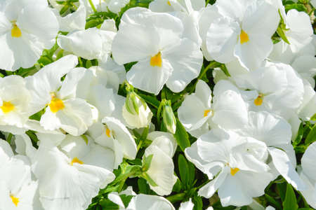 Group of white Viola canadensis flowers in sunny day. White viola or pansy flowers blossom in garden. Beautiful Viola flowers background in natureの写真素材