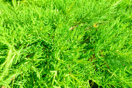 Closeup of green leaves of Thuja as nature background or wallpaper texture. Macro view of green...