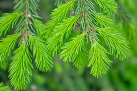 Detail of fresh spruce tree branches with young green needles. Closeup of fir tree young branches in...