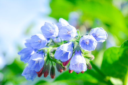 Closeup macro view of wild meadow plant with bunches of little blue, purle and pink flowers like...