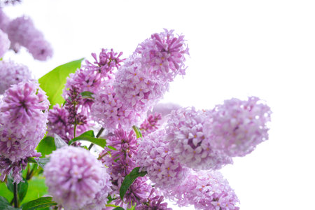 Lilac shrub flowers blooming in spring garden. Common lilac Syringa vulgaris bush branches on white...