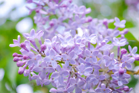 Lilac shrub flowers blooming in spring garden. Common lilac Syringa vulgaris bush. Close-up with soft focus of a branch on a lilac treeの写真素材
