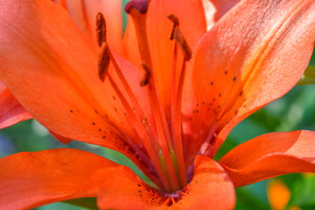 Close up Detail of Red Lily Flower, with Shallow Depth of Field and Focus on Stamen. Red Liyy in Gardenの写真素材