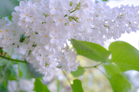 White Lilac shrub flowers blooming in spring garden. Common lilac Syringa vulgaris bush. Close-up with soft focus of a branch on a lilac treeの写真素材