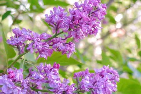 Lilac shrub flowers blooming in spring garden. Common lilac Syringa vulgaris bush. Close-up with soft focus of a branch on a lilac treeの写真素材