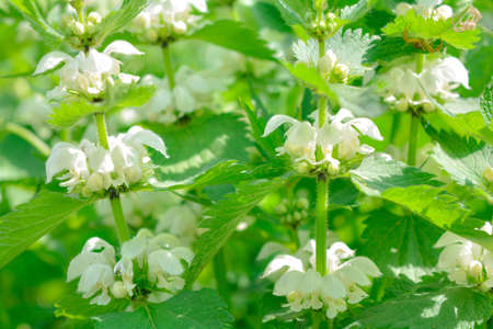 White dead-nettle, Lamium album, weed blooming close-up, selective focus, shallow DOF. Medical herb in natural habitatの写真素材