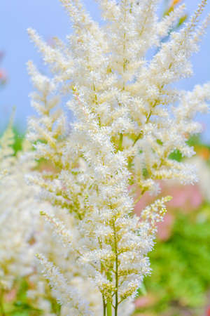 Aruncus dioicus or goat's beard white plant close up with green on blue sky blurred background. Fluffy white flower Aruncus dioicus or Bride's feathers blossom in gardenの写真素材