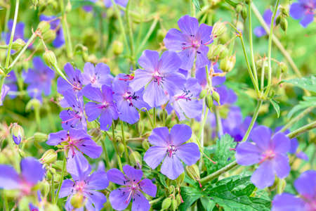 Beautiful flower of Meadow geranium - Geranium pratense. Beautiful nature scene with blooming medical flowers. Alternative medicine herb. Summer flower background Beautiful meadowの写真素材