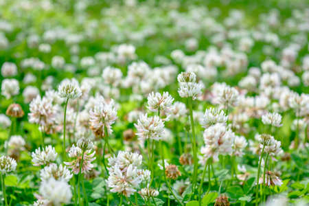 White clover aka Trifolium repens in grass on summer meadow. Close up of shamrock flower in green blurred background. Nectar source flowering plantの写真素材